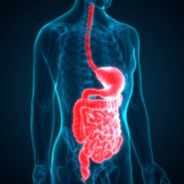İnsan Sindirim Sistemi Anatomisi (İnce Bağırsaklı Mide). 3d