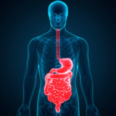İnsan Sindirim Sistemi Anatomisi (İnce Bağırsaklı Mide). 3d