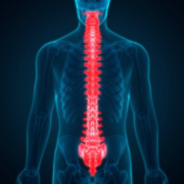 İnsan iskelet sistemi omurgası anatomisi. 3D - Görüntü