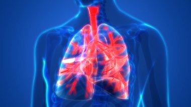 İnsan Solunum Sistemi Akciğerleri Anatomisi. Üç Boyut