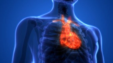 İnsan Kalbi Anatomisi. 3D - Görüntü