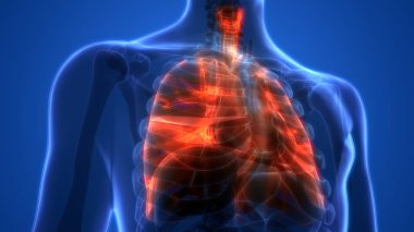 İnsan Solunum Sistemi Akciğerleri Anatomisi. Üç Boyut