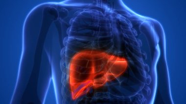 İnsan İç Sindirim Organı Anatomisi. Üç Boyut