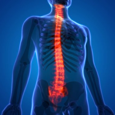 İnsan iskelet sistemi omurgası anatomisi. 3D - Görüntü