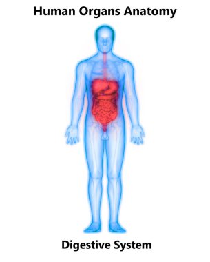 İnsan Sindirim Sistemi Anatomisi (İnce Bağırsaklı Mide). 3d