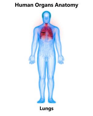 İnsan Solunum Sistemi Akciğerleri Anatomisi. Üç Boyut