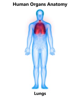 İnsan Solunum Sistemi Akciğerleri Anatomisi. Üç Boyut