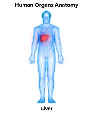 İnsan İç Sindirim Organı Anatomisi. Üç Boyut