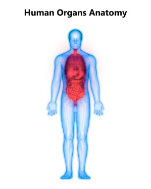 İnsan Sindirim Sistemi Anatomisi (İnce Bağırsaklı Mide). 3d