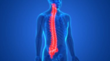 İnsan iskelet sistemi omurgası anatomisi. 3D - Görüntü