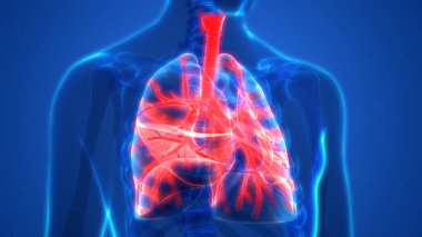 İnsan Solunum Sistemi Akciğerleri Anatomisi. Üç Boyut