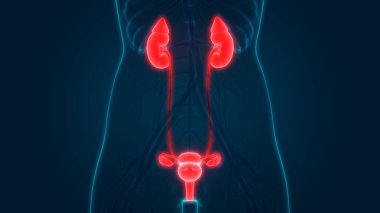 İdrar Sistemi Anatomisi olan kadın üreme sistemi. 3D - Görüntü