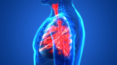 İnsan Solunum Sistemi Akciğerleri Anatomisi. Üç Boyut
