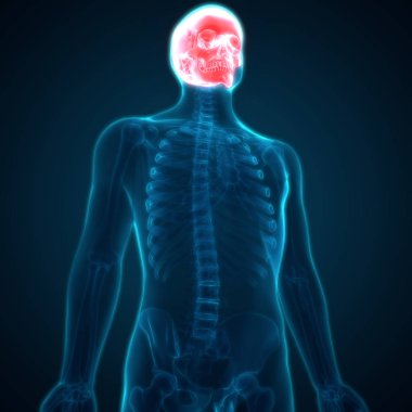 İnsan İskeleti Kafatası Anatomisi. 3D - Görüntü
