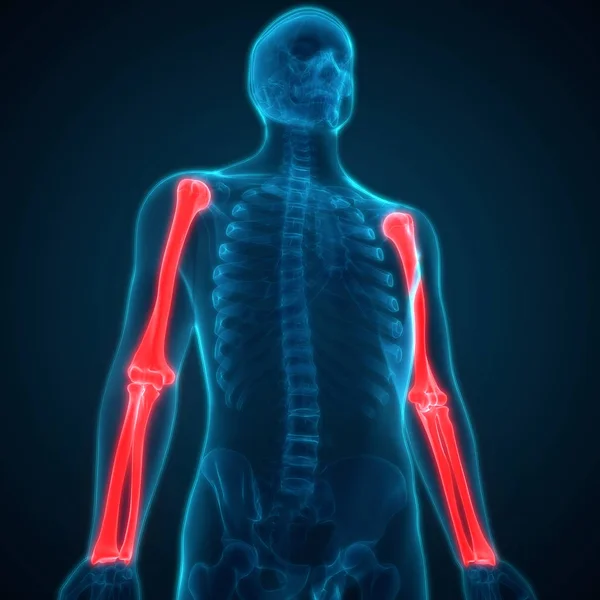 Ludzki System Szkieletowy Bone Hands Joints Anatomy Ilustracja — Zdjęcie stockowe