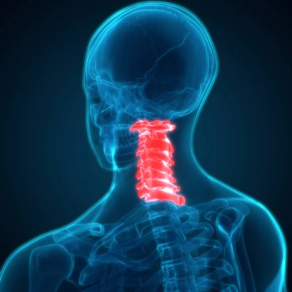 Ryggmärg Del Människans Skelett Anatomi Cervical Vertebrae Lateral Illustration — Stockfoto