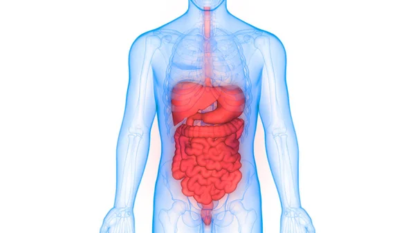 人体消化系统大肠胃解剖 — 图库照片