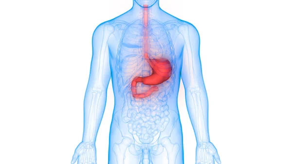 Sistema Digestivo Humano Anatomía Estomacal Vista Anterior —  Fotos de Stock