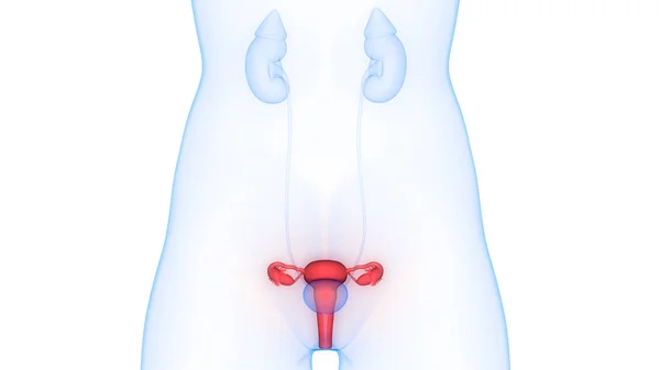 Female Reproductive System Anatomy Illustration — Stock Photo, Image