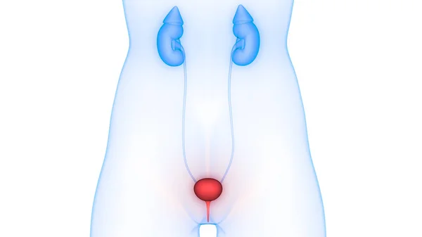 Human Urinary System Kidneys Bladder Anatomy Illustration — стокове фото