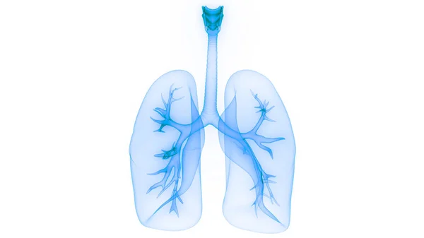 Sistema Respiratório Humano Anatomia Pulmonar — Fotografia de Stock