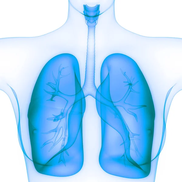 Human Respiratory System Lungs Anatomy — стокове фото