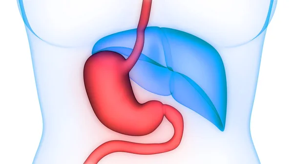 Human Digestive System Stomach Anatomy Anterior View — Stock Photo, Image