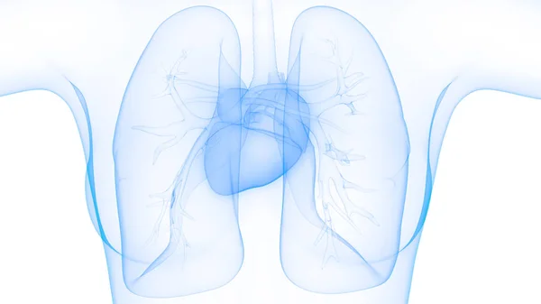 Sistema Respiratório Humano Anatomia Pulmonar — Fotografia de Stock