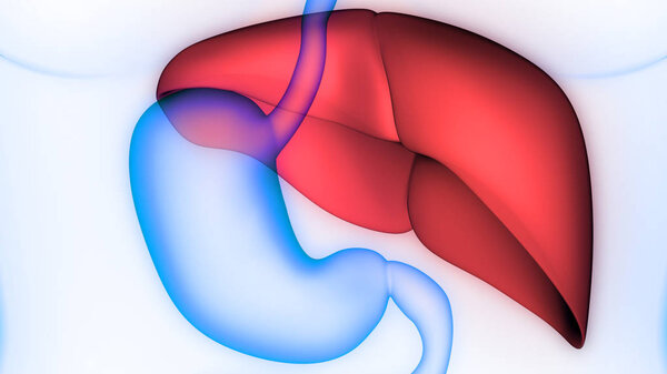 Human Internal Digestive Organ Liver Anatomy. 3D