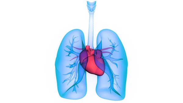 Anatomie Pulmonaire Système Respiratoire Humain — Photo