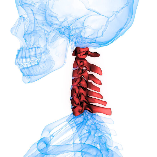 Spinal cord a Part of Human Skeleton Anatomy (Cervical vertebrae Lateral view). 3D - Illustration
