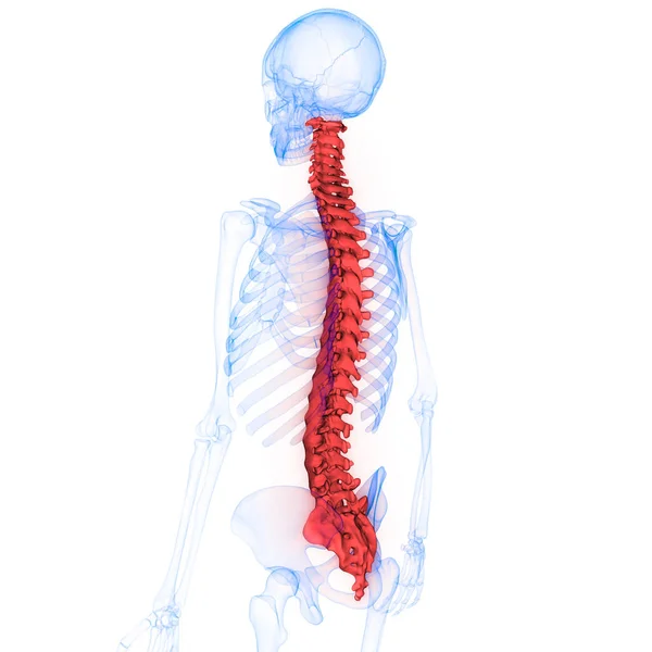 Human Skeleton Vertebral Column Anatomy Illustration — стокове фото