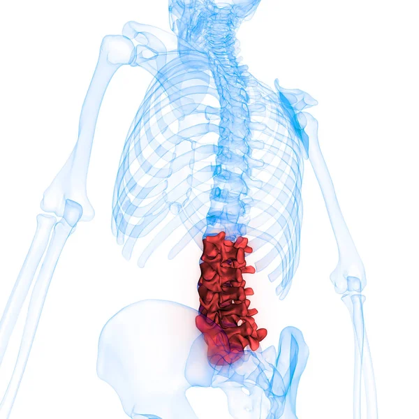 Anatomia Coluna Vertebral Esqueleto Humano Coluna Lombar Ilustração — Fotografia de Stock