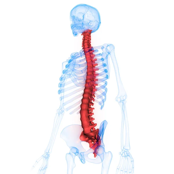 Anatomia Kręgosłupa Ludzkiego Szkieletu Ilustracja — Zdjęcie stockowe