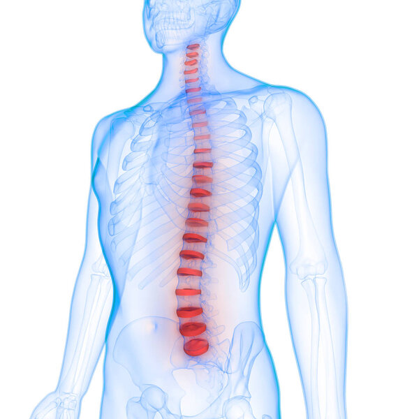 Human Skeleton Vertebral Column Anatomy. 3D - Illustration