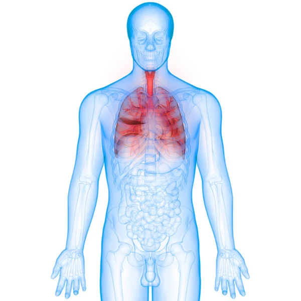 Ludzki Układ Oddechowy Anatomia Płuc — Zdjęcie stockowe