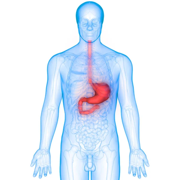 人体消化系统胃解剖前视 — 图库照片