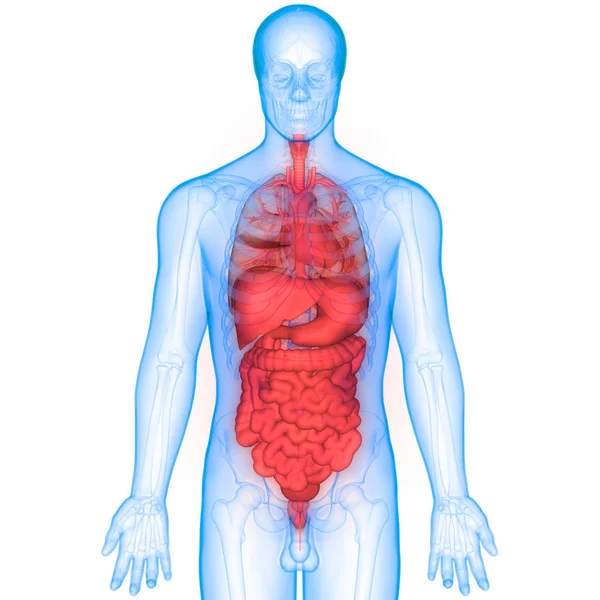 Human Digestive System Large Intestine Anatomy — Stock Photo, Image