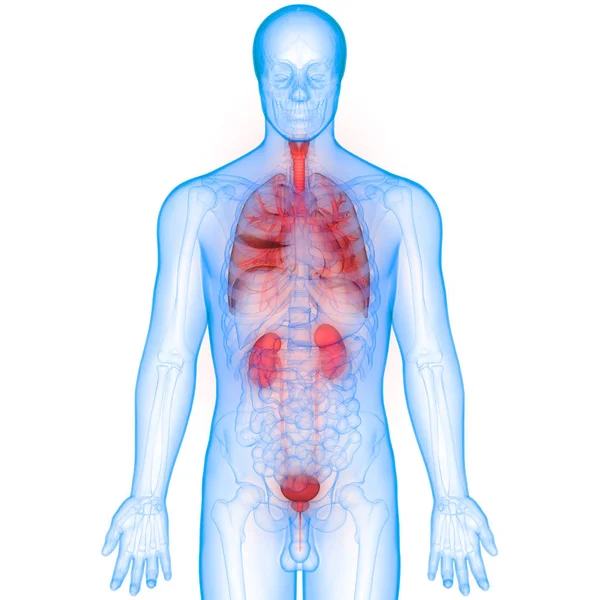 Anatomie Plic Lidského Dýchacího Ústrojí — Stock fotografie