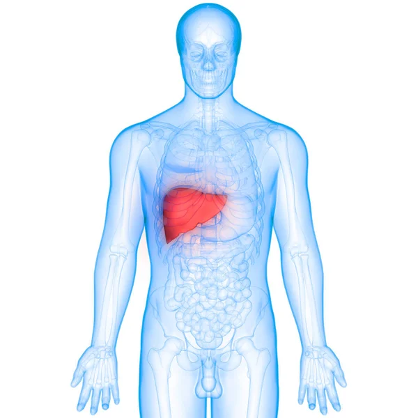 Human Internal Digestive Organ Liver Anatomy Inglés — Foto de Stock