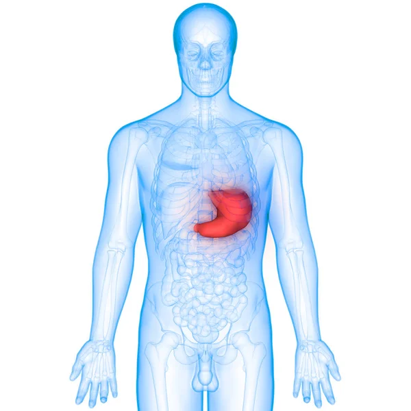 Nsan Sindirim Sistemi Mide Anatomisi Anterior View — Stok fotoğraf