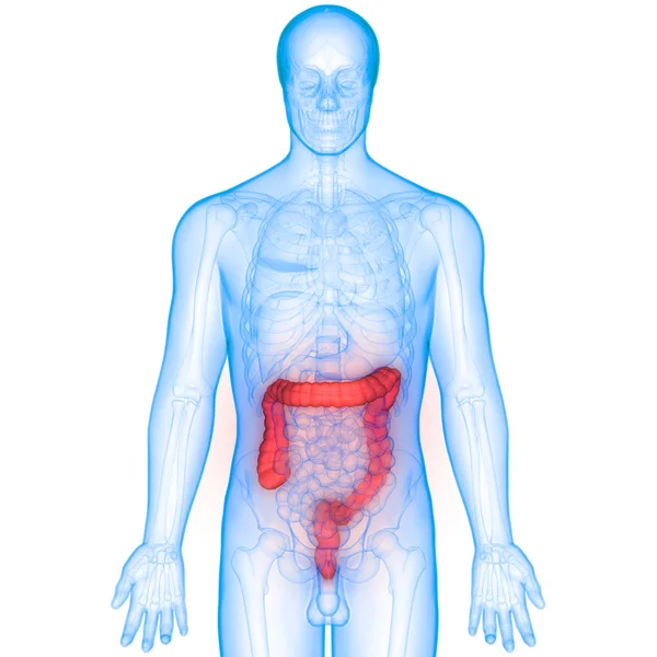 Anatomía Del Intestino Grueso Del Sistema Digestivo Humano Ilustración — Foto de Stock