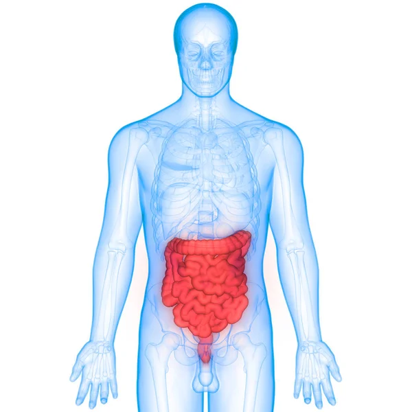 Human Digestive System Large Intestine Anatomy — ストック写真