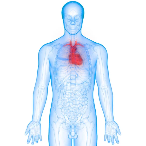 Anatomia Ludzkiego Serca Ilustracja — Zdjęcie stockowe