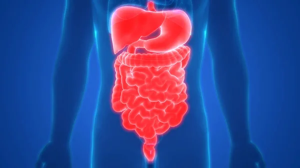 Human Digestive System Large Intestine Anatomy — Stock Photo, Image