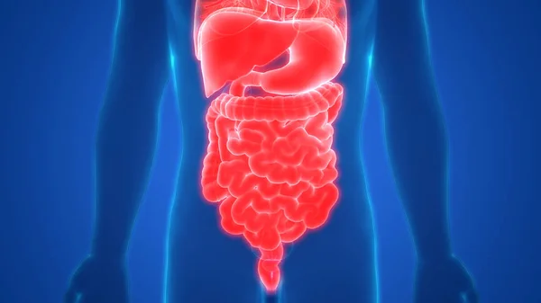 Human Digestive System Велика Інтегрована Анатомія — стокове фото