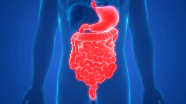 Human Digestive System Large Intestine Anatomy — ストック写真