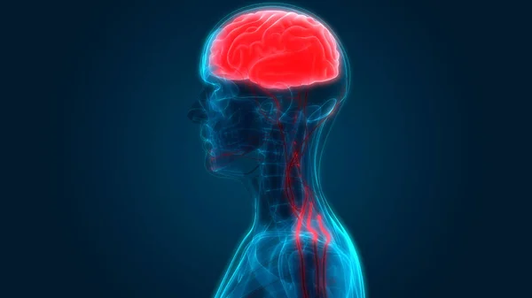 Anatomía Del Cerebro Humano Ilustración —  Fotos de Stock