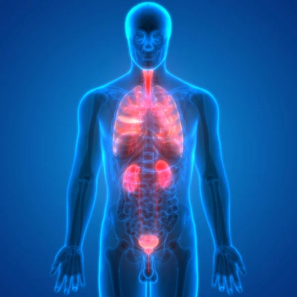 Nieren Van Het Menselijk Urinesysteem Met Blaasanatomie Illustratie — Stockfoto