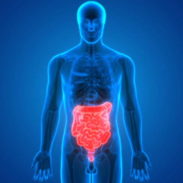 Anatomía Del Intestino Grueso Del Sistema Digestivo Humano — Foto de Stock